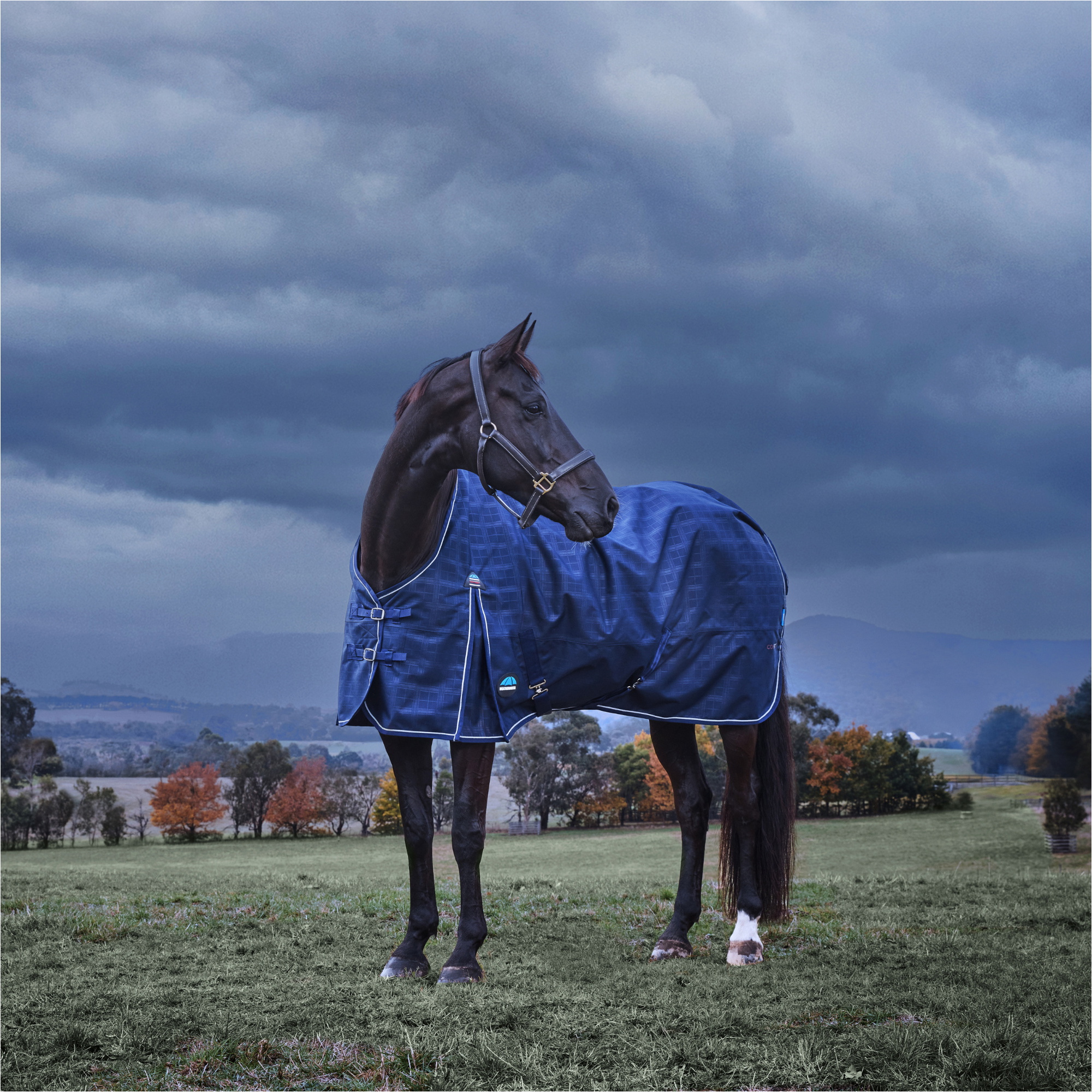 2025 Weatherbeeta Comfitec Prelim Salida 220G 1029032 - Navy Embossed Plaid